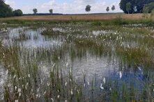 Ein intaktes Hochmoor im Teufelsmoor-Gebiet, man erkennt es am sogenannten Schilfrohr, eine Pflanze die wie Schilf aussieht und weiß blüht