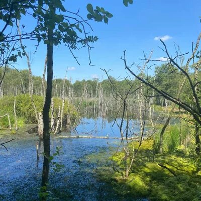 Ein Moorgebiet im Sonnenschein, man sieht sowohl Torfmoos als auch Wasserflächen und Birkenwald