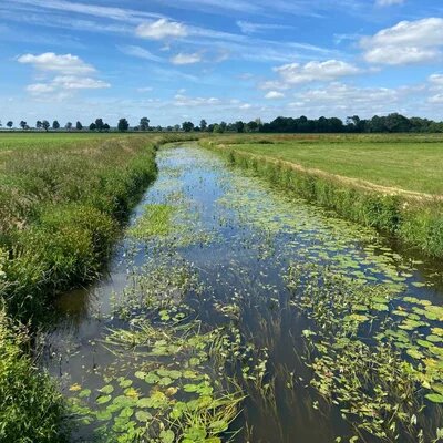 Ein naturbelassener Kanal mit Algen und Seerosen im Sonnenschein