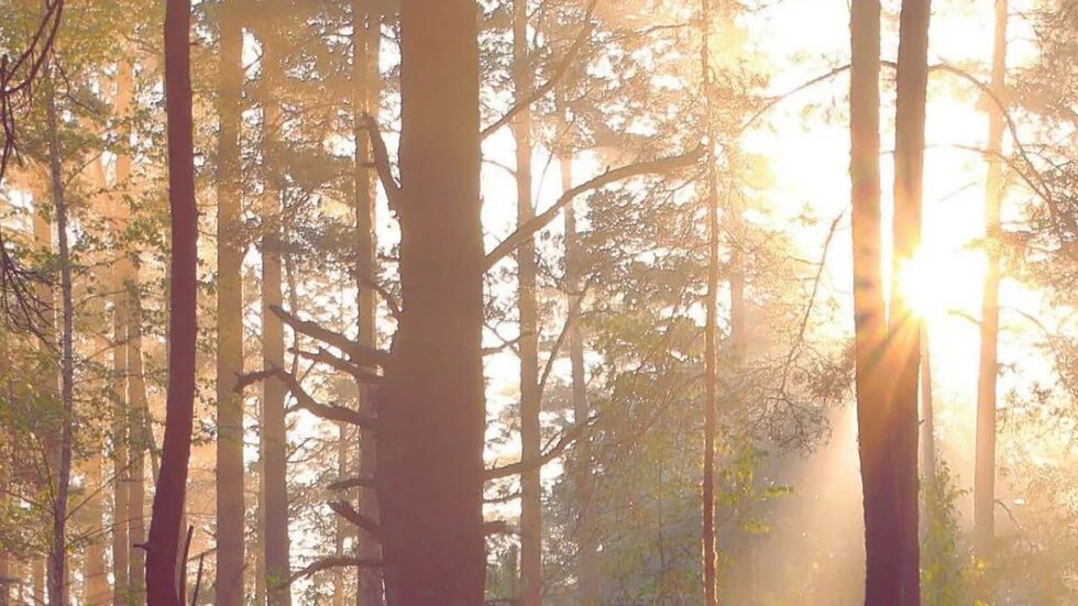 Foto von einem Wald, gegens Licht fotografiert